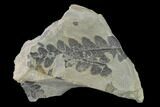 Pennsylvanian Fossil Fern (Mariopteris) Plate - Kentucky #137738-1
